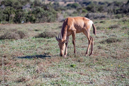 South African antelope 
