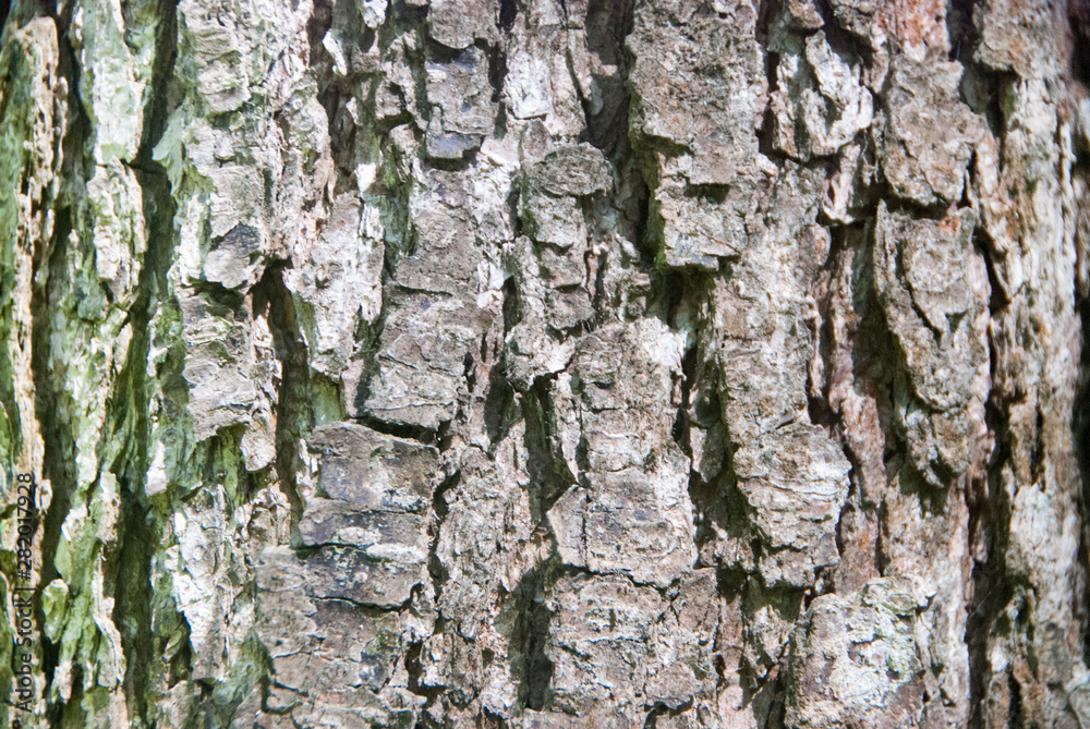 Beautiful and varied texture of the tree bark.Relief of the surface of trees. Beautiful and varied texture of the tree bark.Relief of the surface of trees.