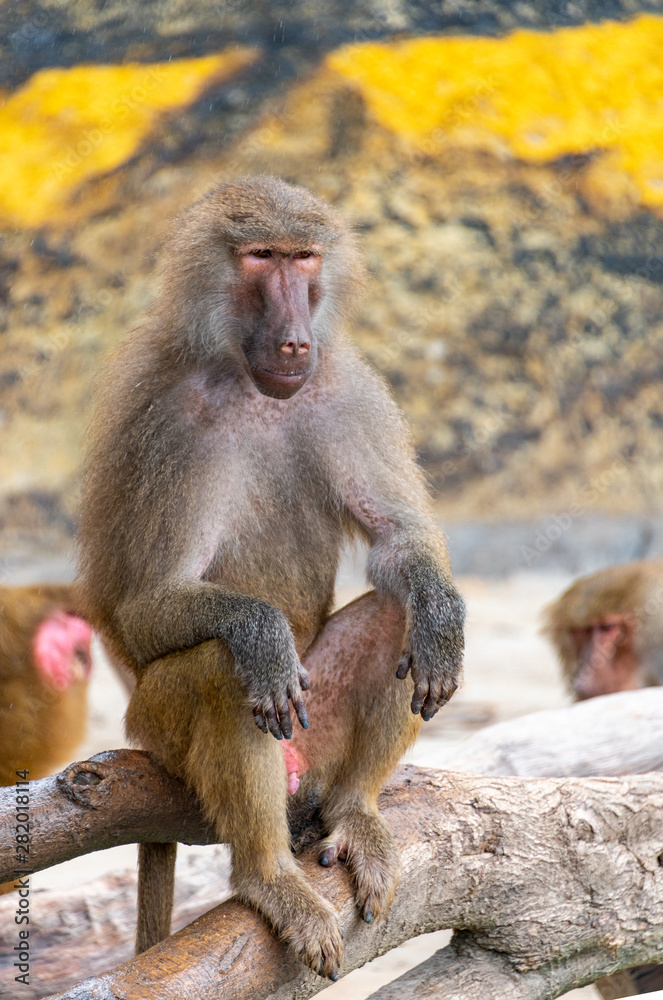 The daily life of a dragonfly in a wildlife park