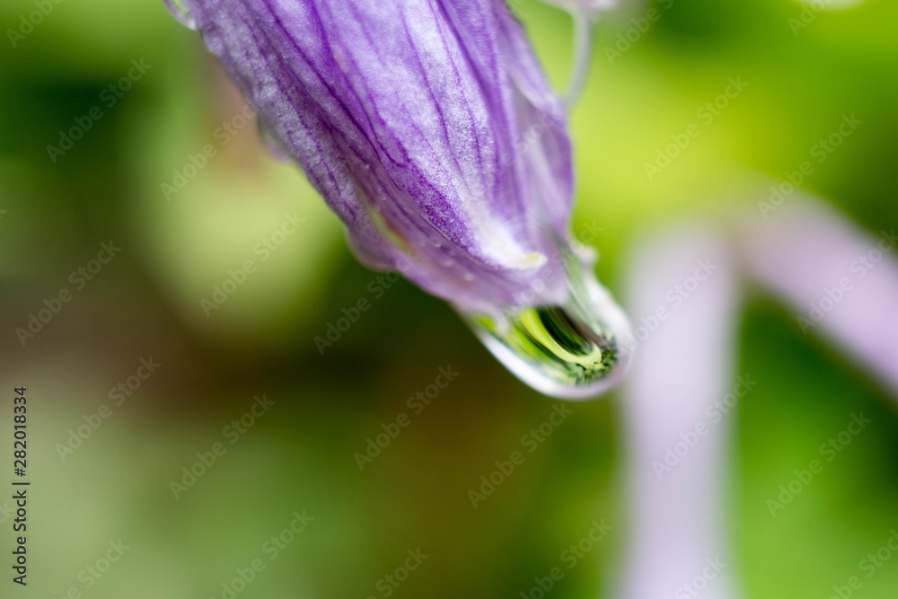 紫色の蕾と雫 紫色の蕾と雫