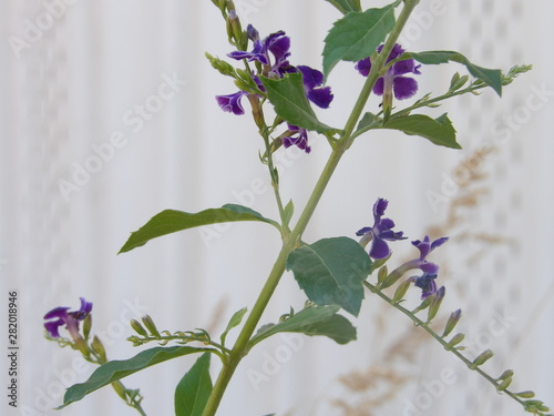 Duranta plant on whitish background photo