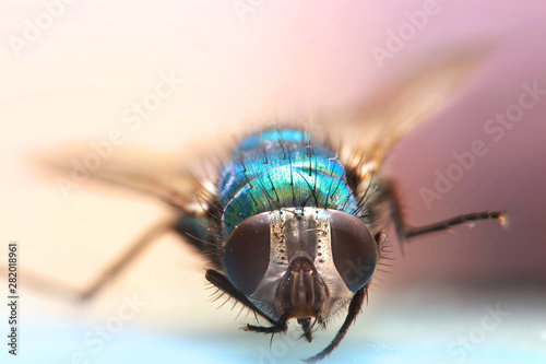 Fotografie Extreme close up shot of Fly on book