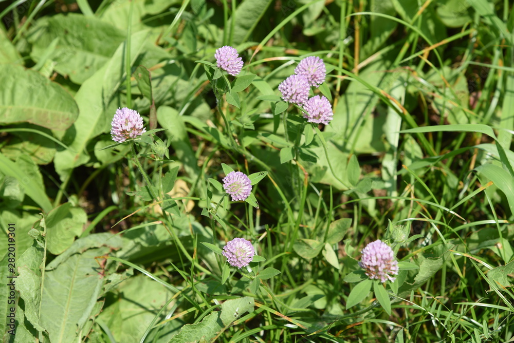 Fototapeta premium Red clover / It's used for feed of cattle, but red clover is also used for medicinal use because Iso flavon is included.