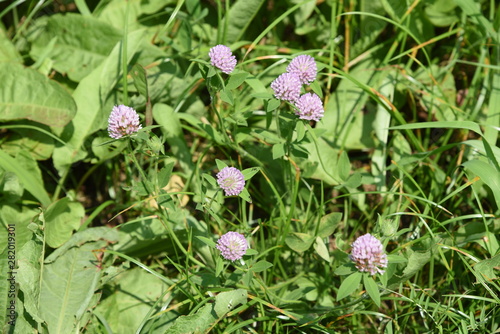 Red clover / It's used for feed of cattle, but red clover is also used for medicinal use because Iso flavon is included.