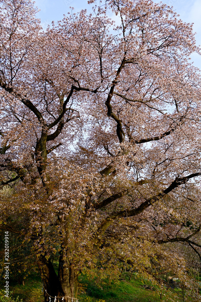 悠然と満開の花をつける千女房の山桜