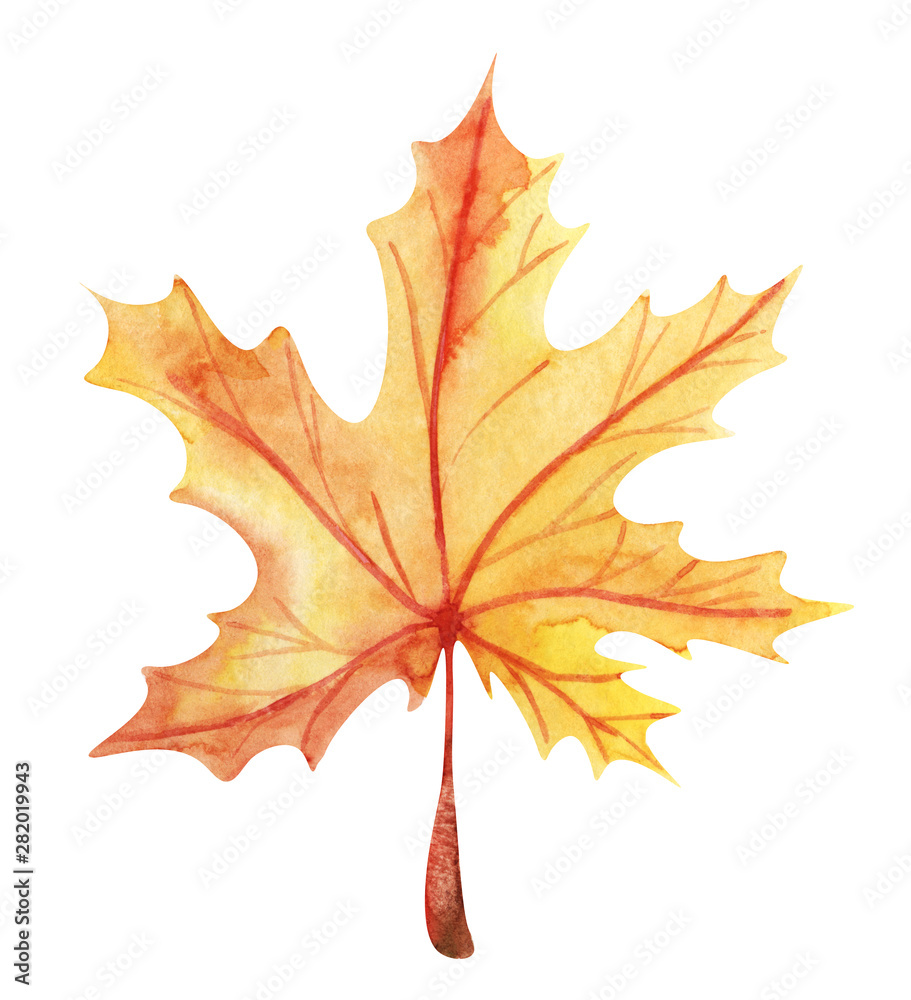 Autumn maple leaf. Orange-yellow gradient with red veins. Hand drawn watercolor illustration. Element isolated on white background. Autumn maple leaf. Orange-yellow gradient with red veins. Hand drawn watercolor illustration. Element isolated on white background.