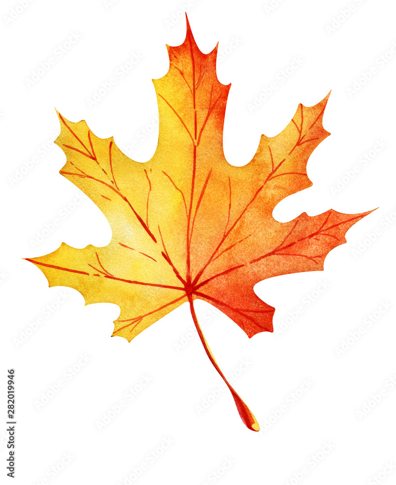 Autumn maple leaf. Orange-yellow gradient with red veins. Hand drawn watercolor illustration. Element isolated on white background. Autumn maple leaf. Orange-yellow gradient with red veins. Hand drawn watercolor illustration. Element isolated on white background.