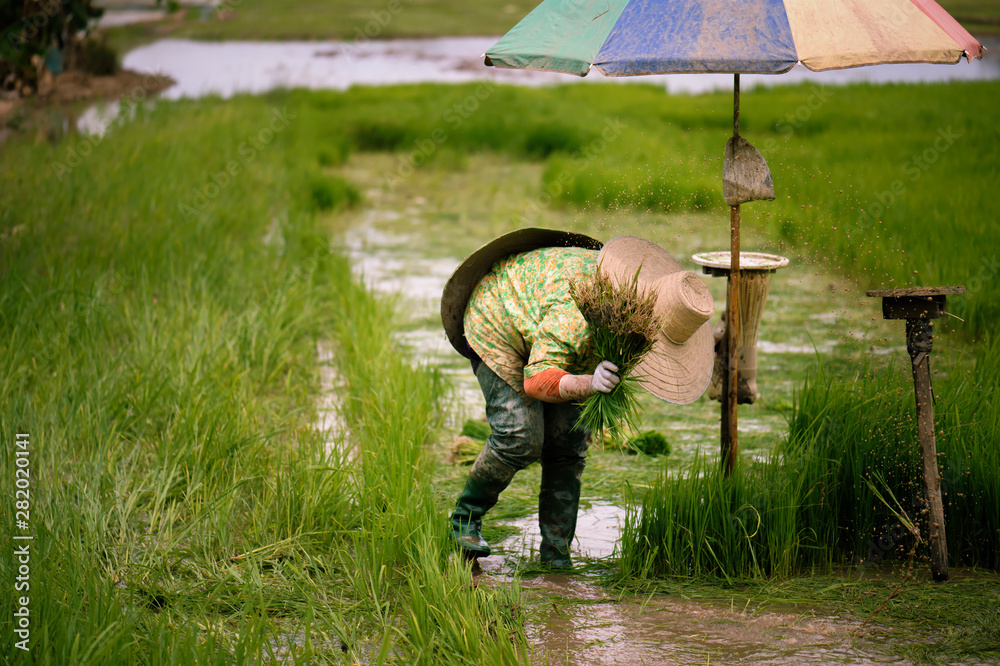 Φωτογραφία Thai farmers are flicking and kicking rice seedlings and tying them together for
