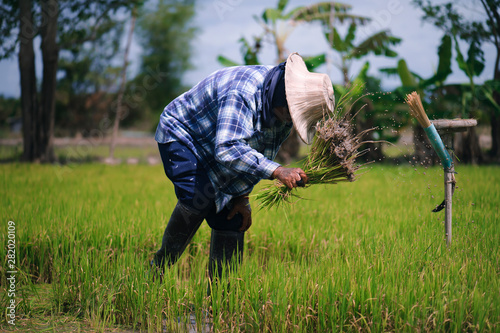 Thai farmers are flicking and kicking rice seedlings and tying them together for planting