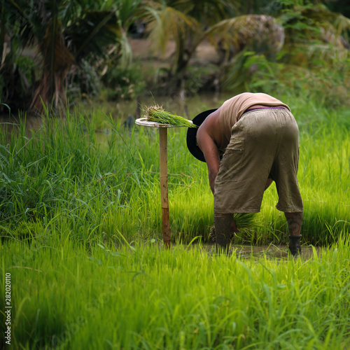 Thai farmers are flicking and kicking rice seedlings and tying them together for planting