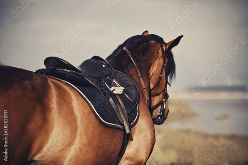 Saddle with stirrups on a back of a horse.
