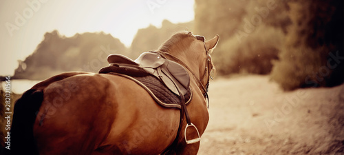 Saddle with stirrups on a back of a horse.
