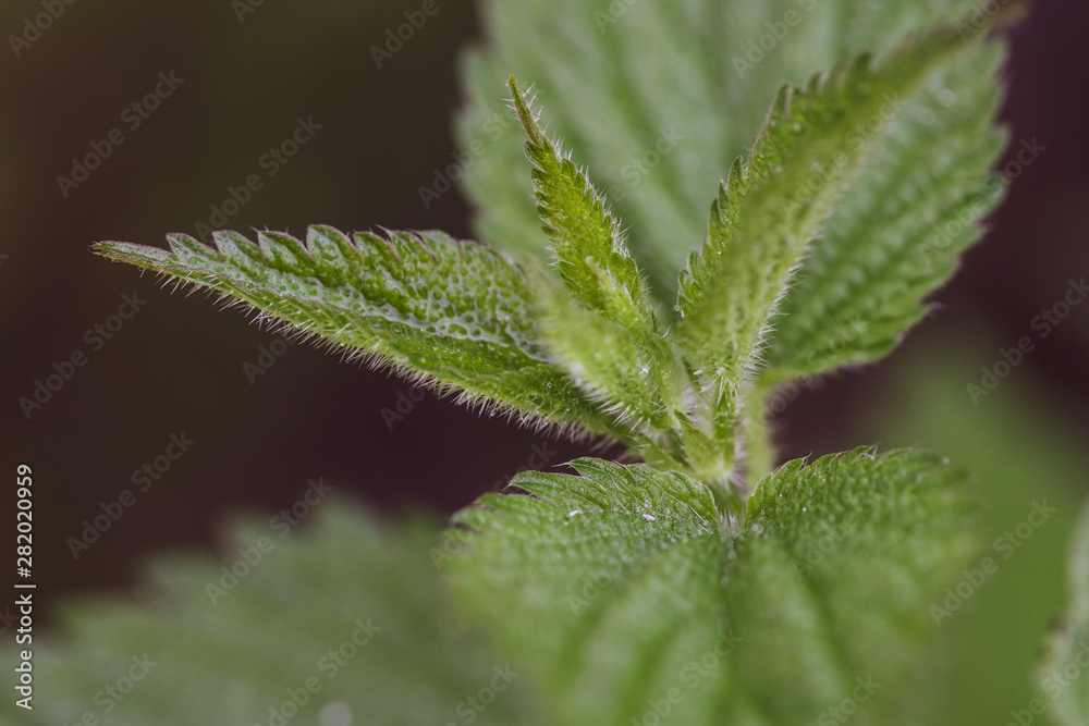 Close-up image of wet stinging nettle leaves after a rain Close-up image of wet stinging nettle leaves after a rain