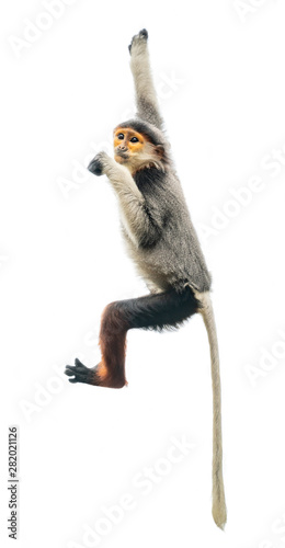 red shanked Douc Langur isolated on white background