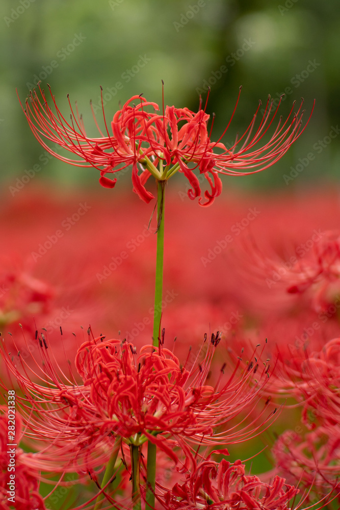 曼珠沙華 曼珠沙華