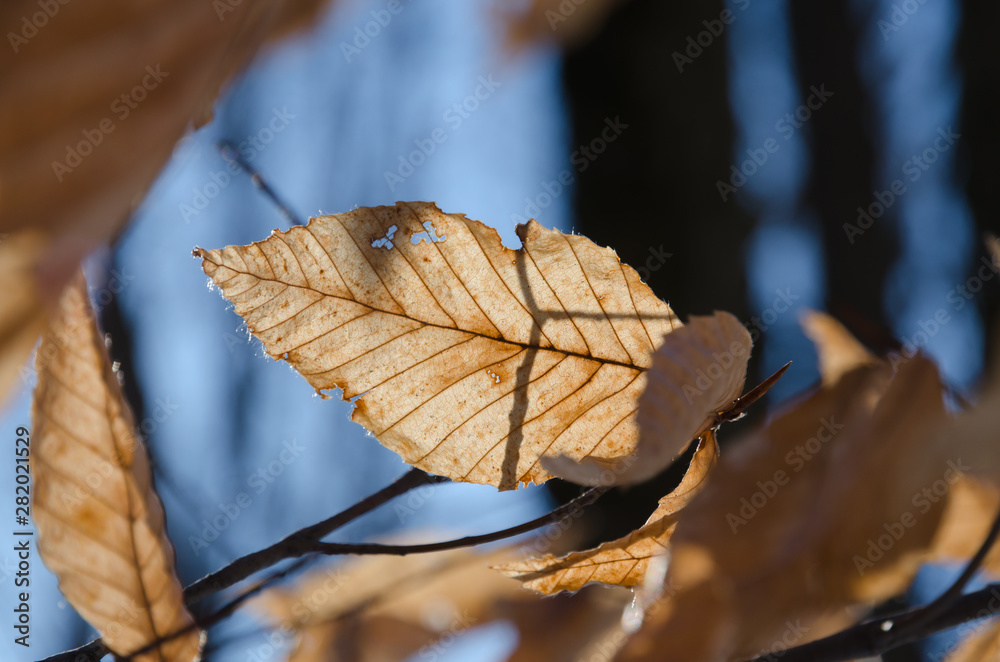 Obraz premium Winter forest