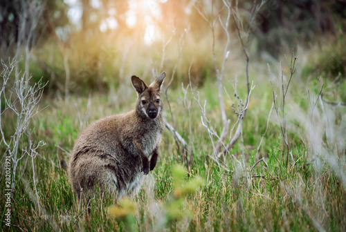 Wild wallaby hopping in bushes in Tasmania, Australia. photo