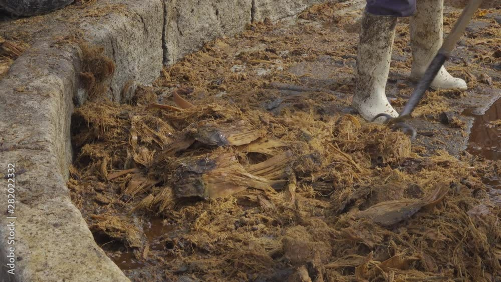 Prensa y manejo de agave para poder producir el mezcal en San Luis Potosí, México