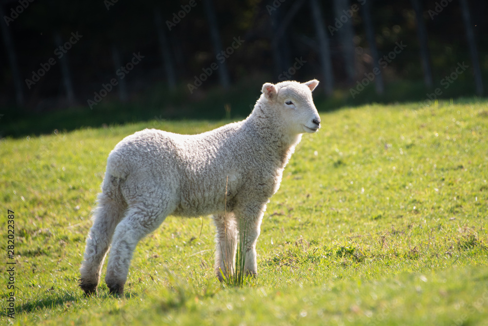 Obraz premium Baby lamb on the green grass in spring in New Zealand