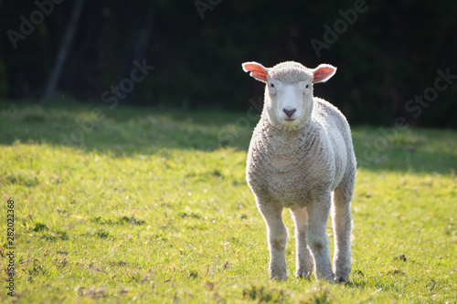 Baby lamb on the green hills in spring in New Zealand