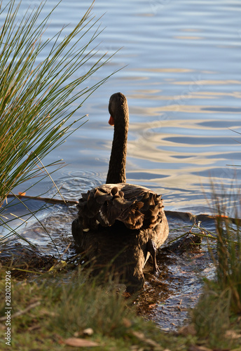 backside of black swan, sunset