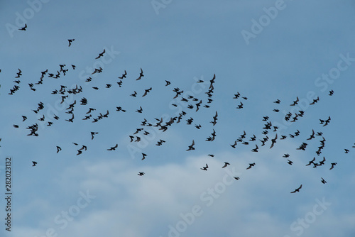 Many small bats are flying out of the habitat to go to feed.