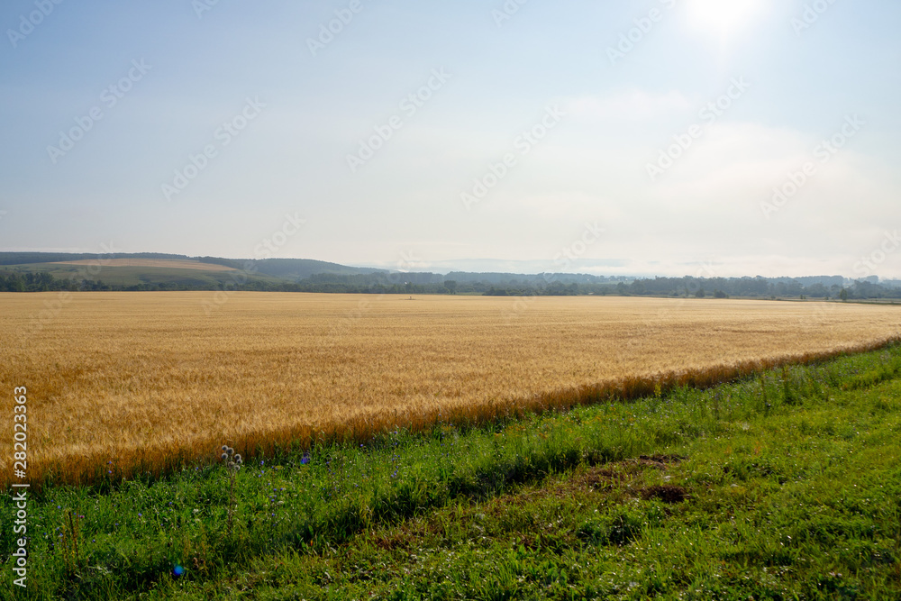 Golden field of wheat in the morning sun. Rural landscape.