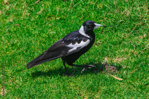 Sydney magpie eating large caterpillar © Brooke Ottley