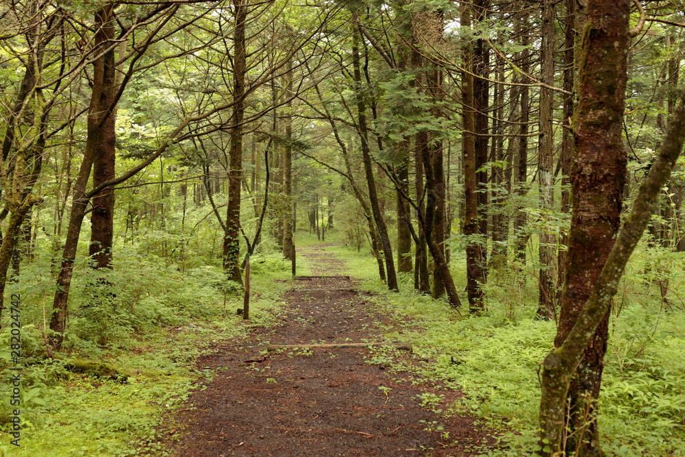 Fototapeta premium Walk on forest road