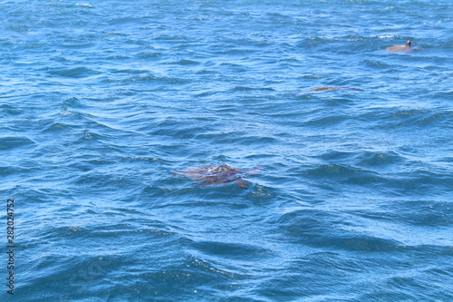 waves on water turtle