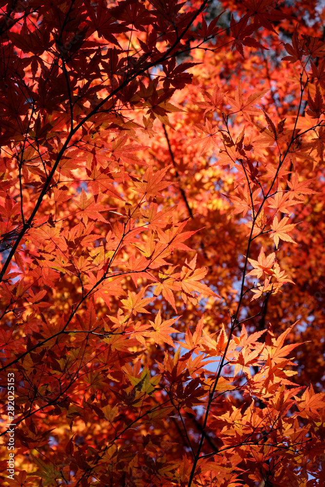 Maple leaves in the forest
