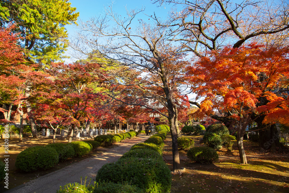Landscape of Gotokuji temple's autumn leaves