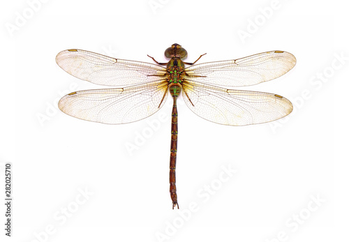 dragonfly isolated on white background © Cheattha