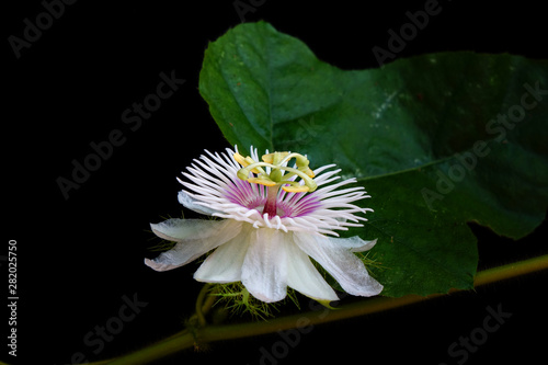 Passion Flowers : Fetid passionflower (Passiflora foetida) or Scarletfruit passionflower, wild maracuja, bush passion fruit, marya-marya, or Stinking Passion flower. Selective focus, space for texts. photo