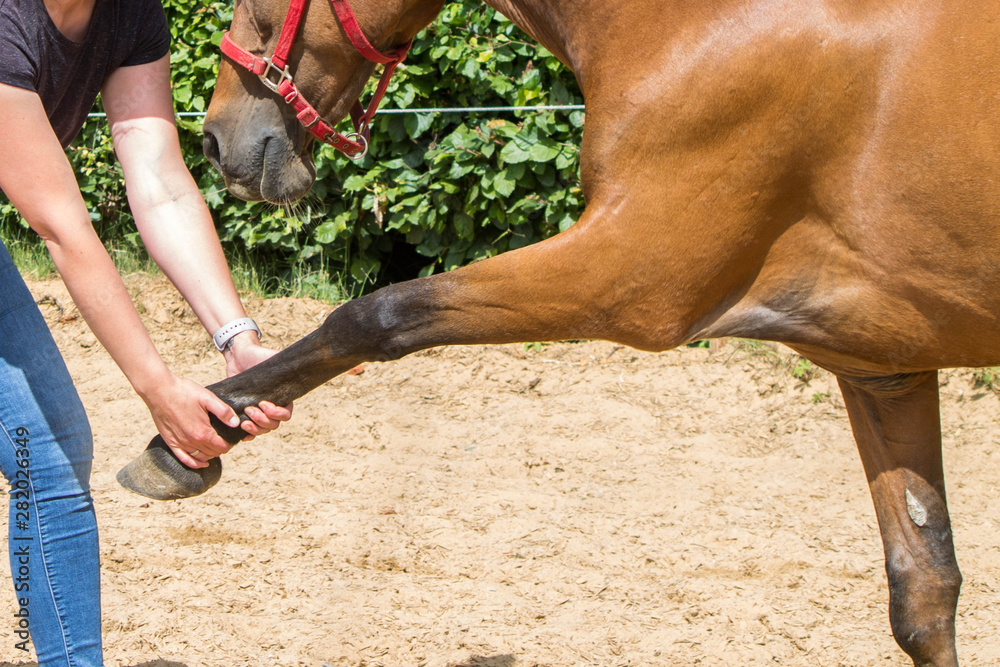 Ταπετσαρία physical therapy for horse, Exercise and regeneration for horses, woman is worki
