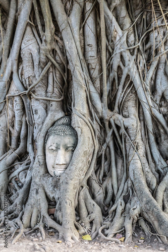 Buddha Head in Tree Roots, Wat Mahathat, Ayutthaya Thailand.