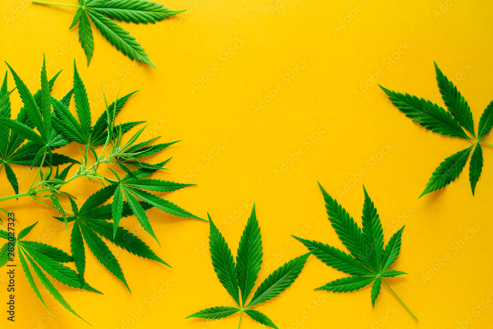 cannabis green leaves frame on a vibrant yellow background copy space, alternative medicine and legalization concept