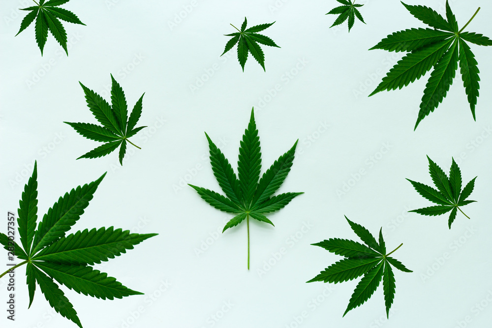 top view cannabis leaves on a paper background