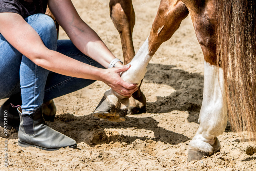 Obraz premium physical therapy for horse, Exercise and regeneration for horses, woman is working with horse for therapy 