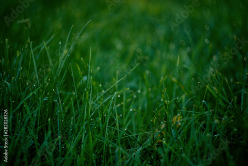 grass with water drops of dew