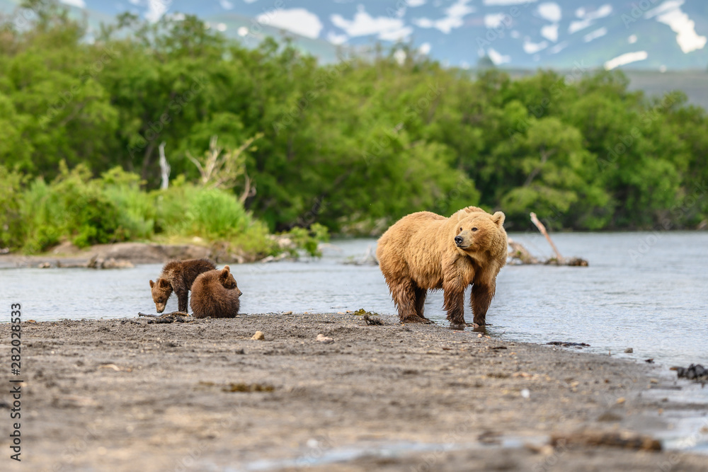 Fototapeta premium Ruling the landscape, brown bears of Kamchatka (Ursus arctos beringianus)