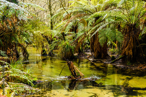 Redwoods Forest, Rotorua © rodcoffeehill