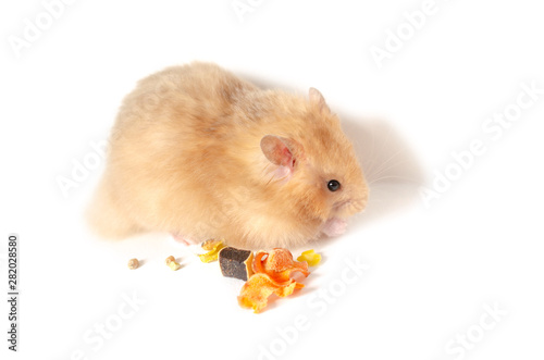 syrian hamster isolated on white