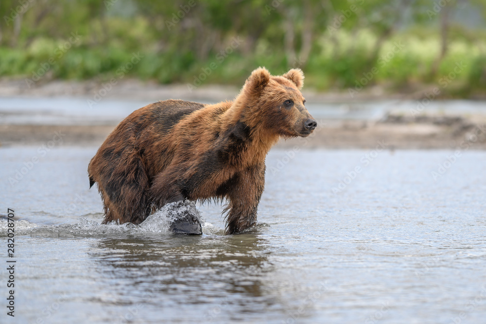 Ruling the landscape, brown bears of Kamchatka (Ursus arctos beringianus) Ruling the landscape, brown bears of Kamchatka (Ursus arctos beringianus)