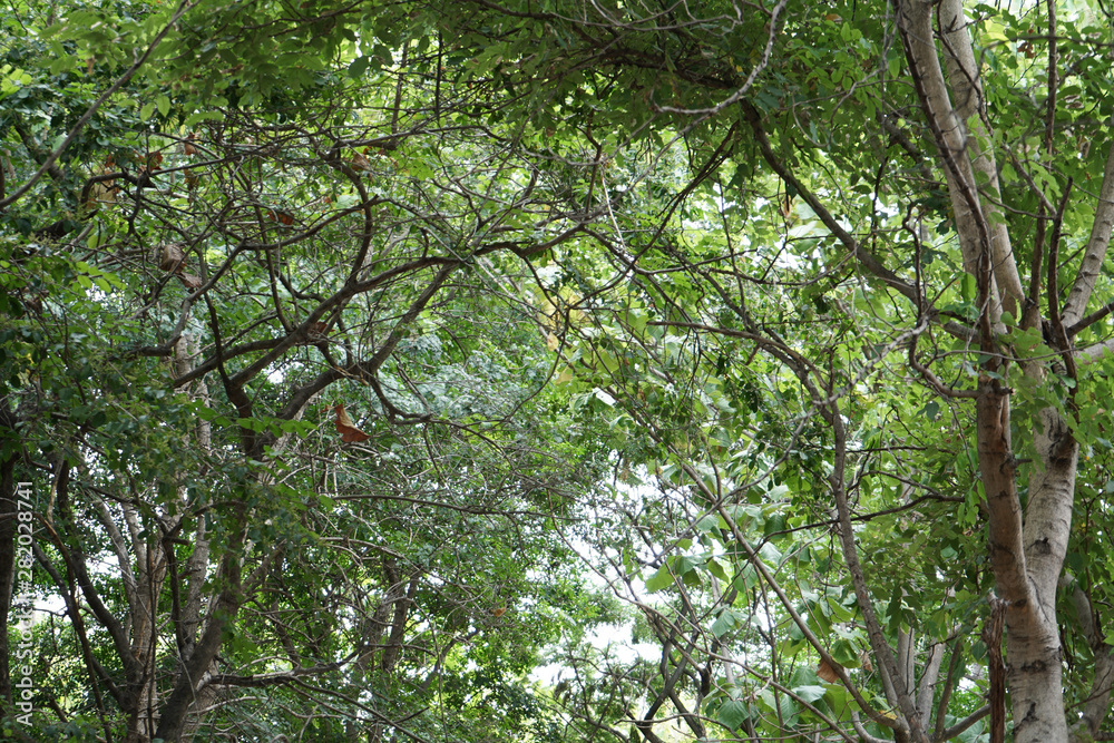 Fototapeta premium The branches are green leaves.use for leaf background