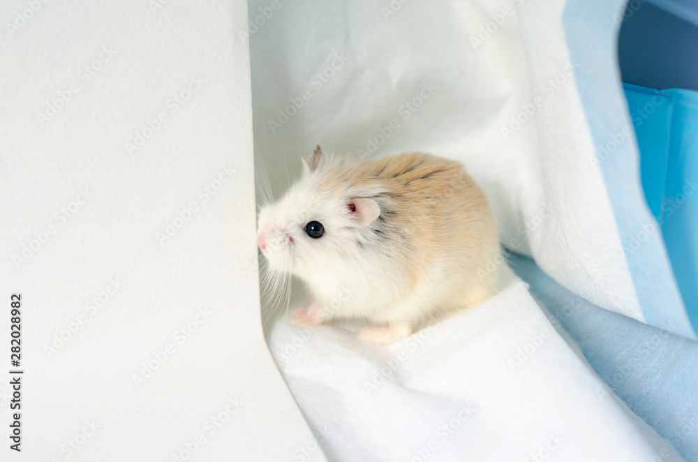 Φωτογραφία Phodopus roborovskii or Roborovski hamster