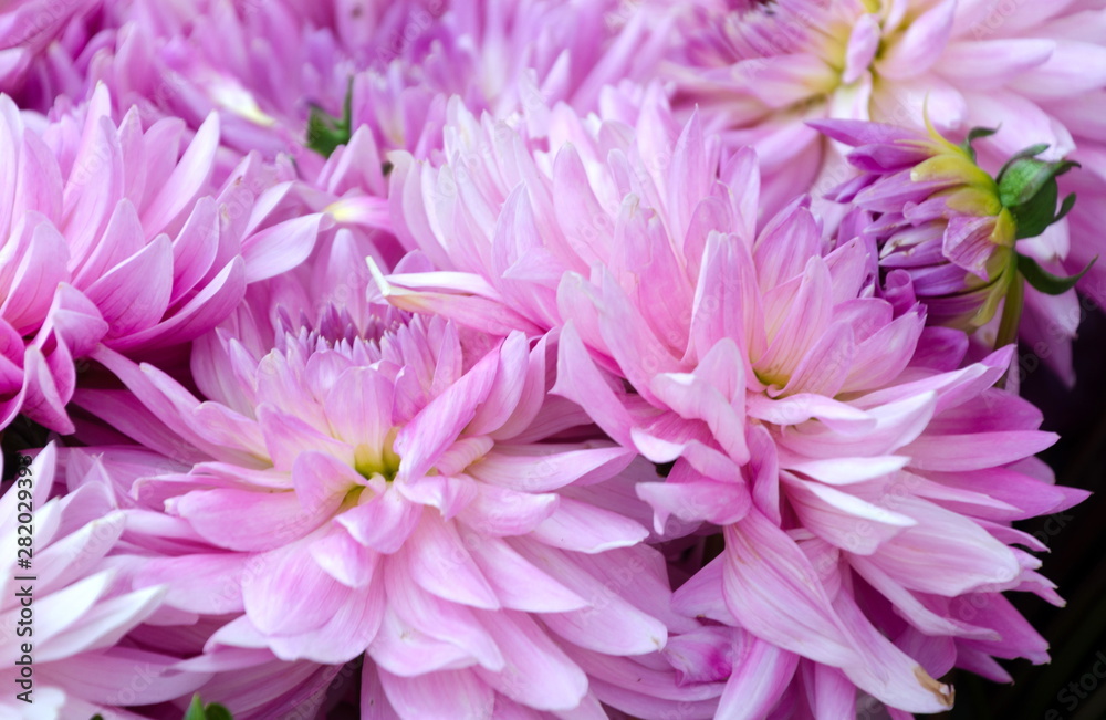 August flower market in Redmond town center August flower market in Redmond town center