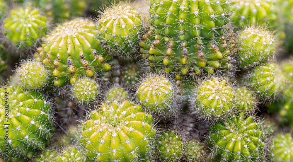 82 Types of Echinopsis Cacti [With Pictures] 