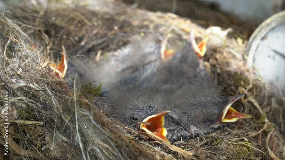 Amazing hatched birds opening beaks and waiting for getiing food