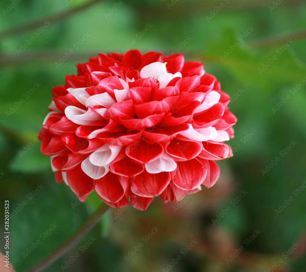 Beautiful red chrysanthemum with white spots. Flower. Beautiful red chrysanthemum with white spots. Flower.